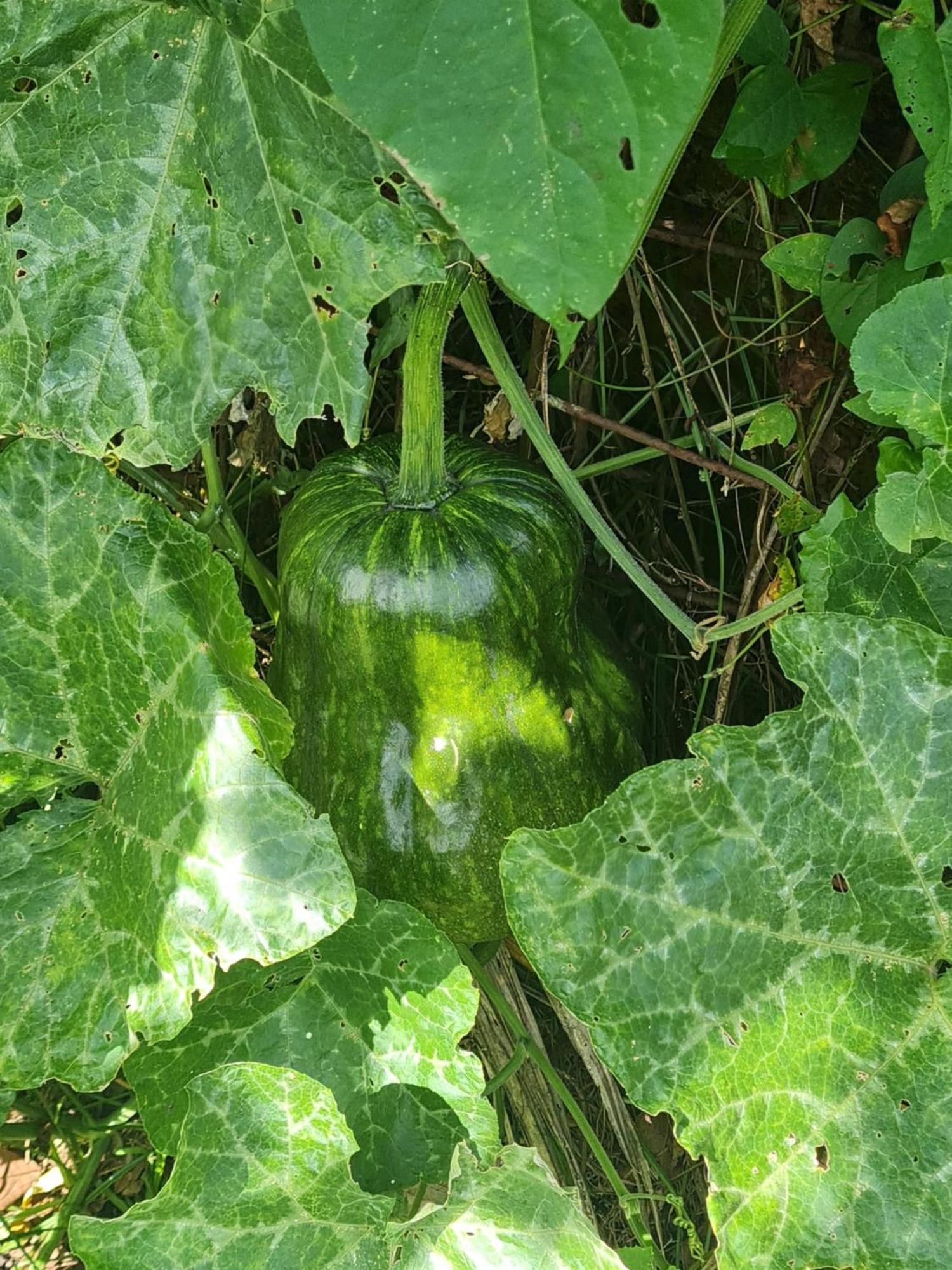 La Kaz Nature Bien-Etre Petit-Bourg Esterno foto